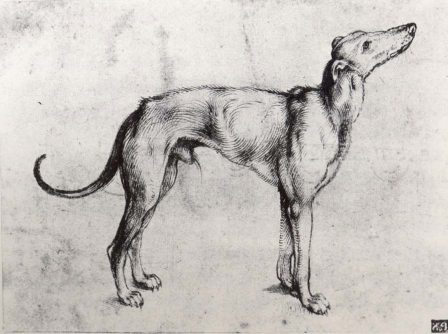 A Grayhound